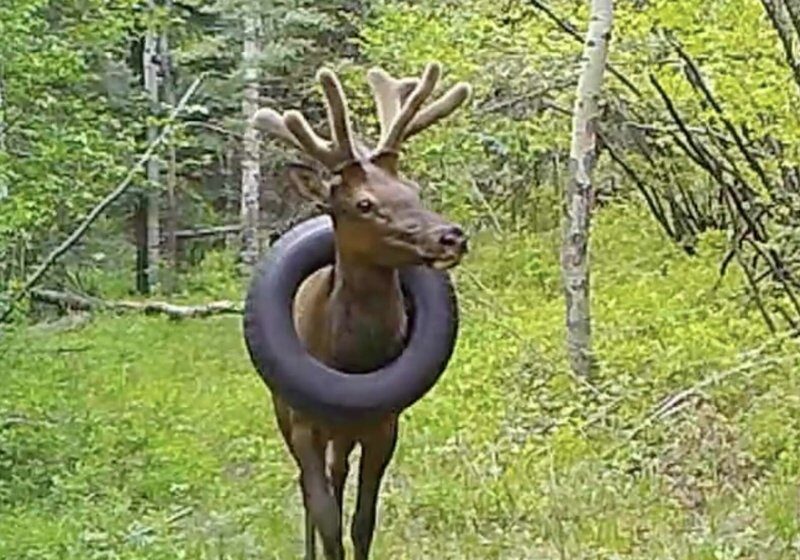  Elk Who Lived With Tire Around His Neck For 2 Years Is Finally Freed