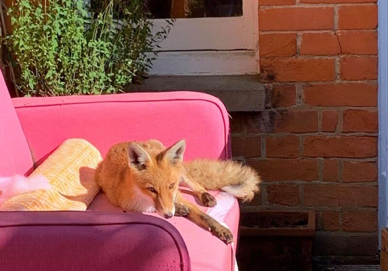  Wild Baby Fox Discovers Woman’s Yard And Decides It’s Hers Now