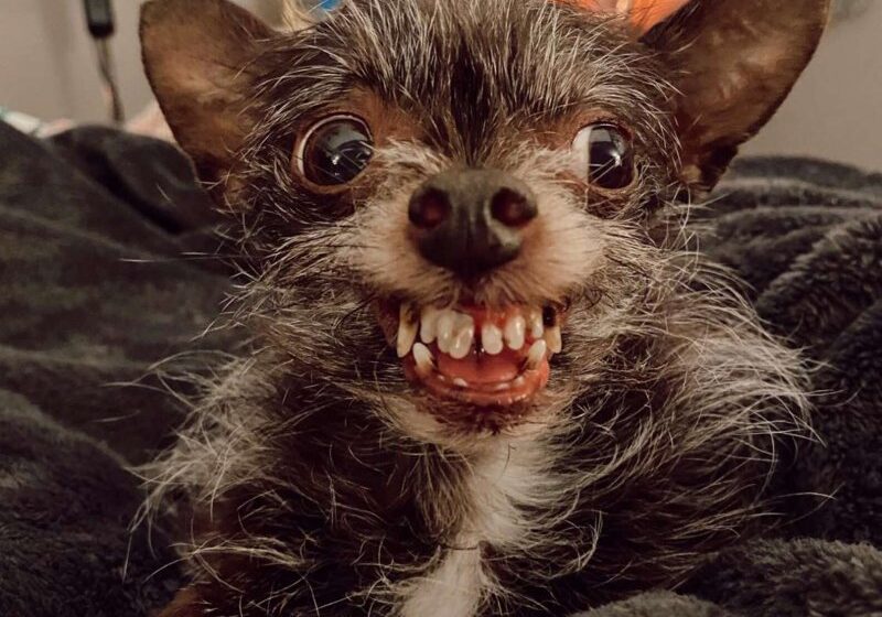  Little ‘Werewolf’ Dog Has A Smile That’s Perfect For Halloween