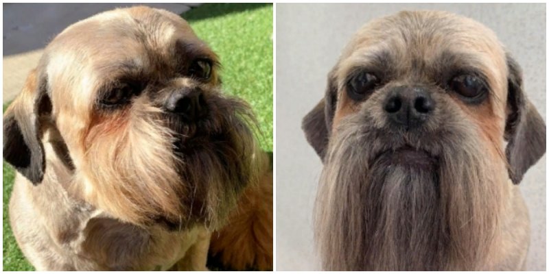  The Dog With Beard Made The World Laugh