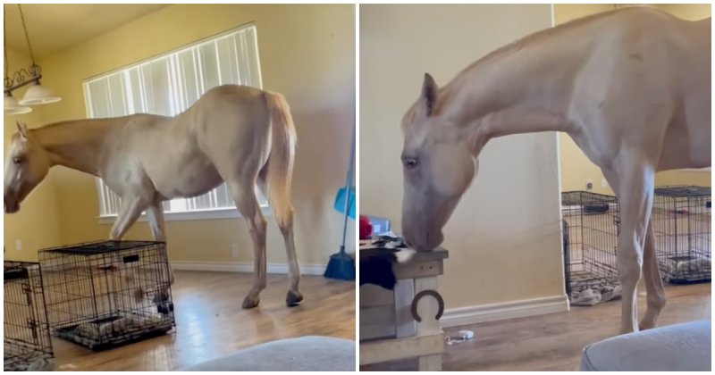  Peppy the Horse Comes into the House for a Visit