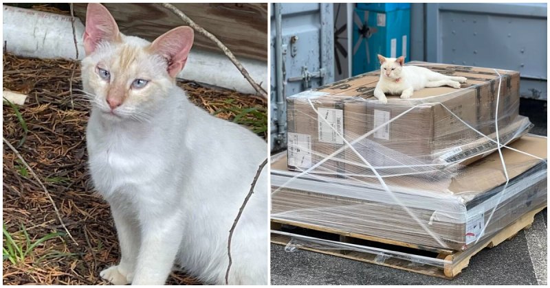  People Try To Rescue Blind Cat But He Has Other Plans