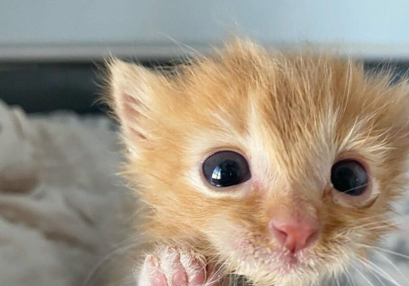  Kitten Left Behind After Birth Triumphs with Help of Family and Strong Will to Live