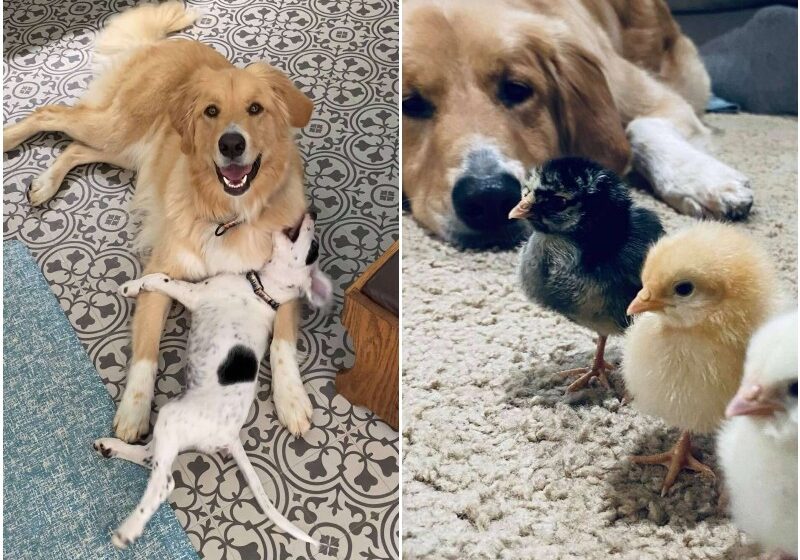  Golden Retriever Knows Exactly How To Keep His Little Brother In Line