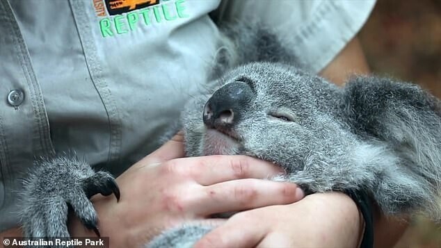  Adorably sleepy koala Elsa struggles to stay awake while zoo keeper gives her a face massage