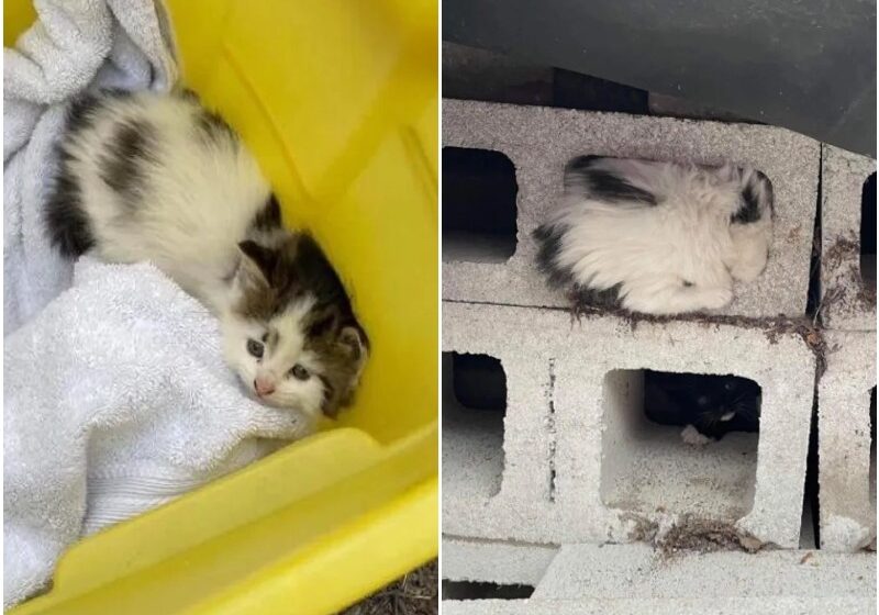  Kitten Found Hiding inside Cinder Block, Came Out of Her Shell and Really Transformed