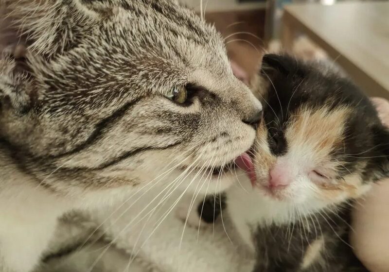  Cat Finds Kitten in Her Home and Tries to Win Her Over and Even Helps Raise Her