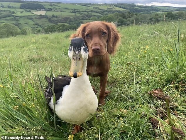  Couple’s New Cocker Spaniel Puppy Forms An Unlikely Friendship With Their Other Pet Dennis The Duck