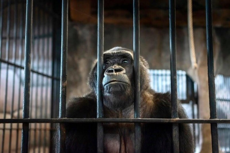  The “World’s Loneliest Gorilla” Has Been Living in Shopping Mall Cage for 30 Years