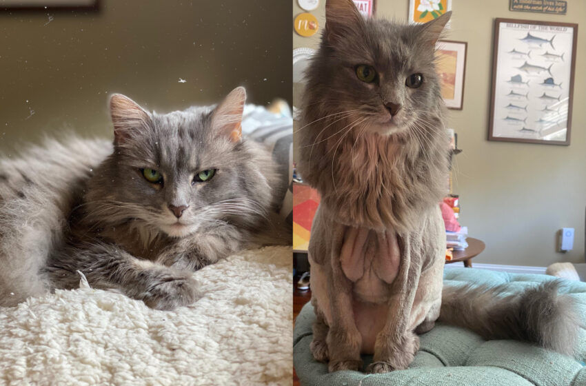  Owner Of Fluffy Cat Wanted To Shave Her Pet, But The Result Made Her Laugh