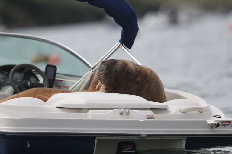  The Famous Walrus Traveler Was Spotted In Europe Again