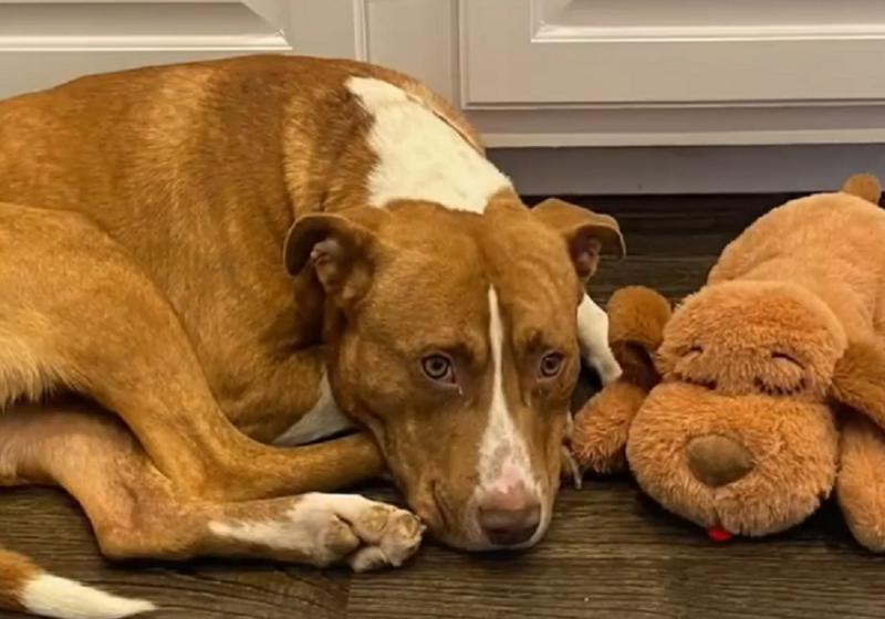  Terrified Pittie Found In The Woods Turns Into A Puppy In His Forever Home