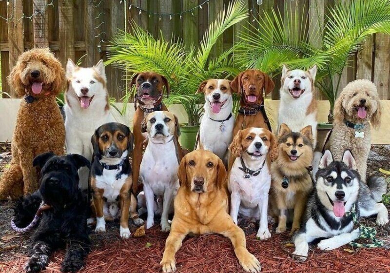  Dog Daycare Center Manages The Impossible by Taking Perfect Group Dog Photos
