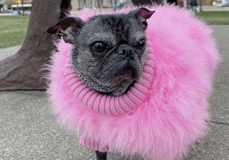  This Hairless Pug Wins The Hearts Of All Passersby