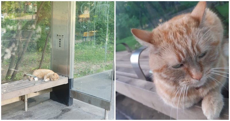  The Red Cat Has Been Lying On Bus Stop For Weeks