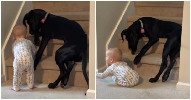  Protective Pup Keeps Kid From Climbing
