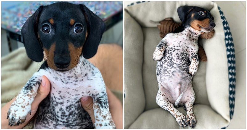  Charming Dachshund With Dalmatian Body Color