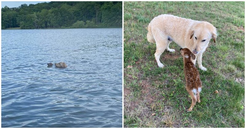  The Dog Noticed Young Deer In The Middle Of The Lake, Struggling For Life As Best He Could