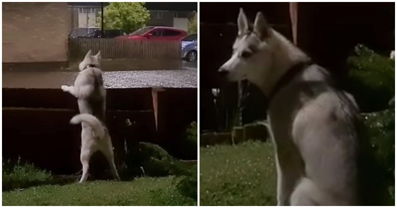  Confused Husky Hears Thunder For The First Time