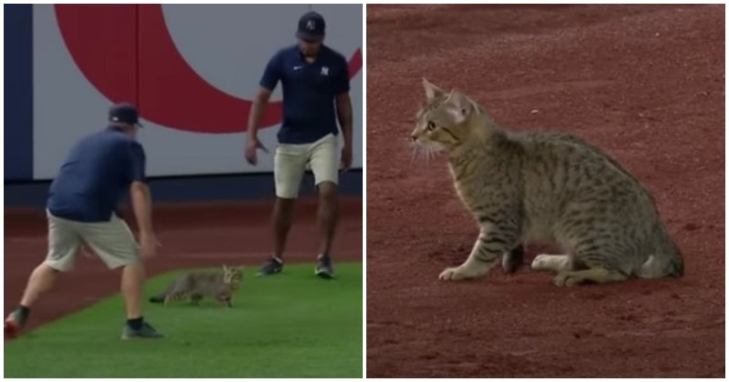  During The Match, The Cat Ran Onto The Field And The Audience Greeted Him With Applause