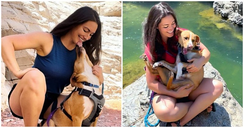  Stray Dog Followed A Tourist And It Changed His Life Forever