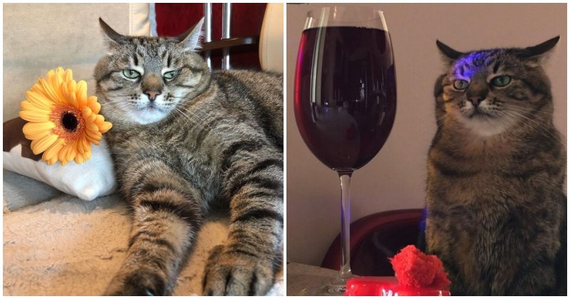  Stepan The Cat With A Bored Muzzle Has Become A Symbol Of Sad Parties