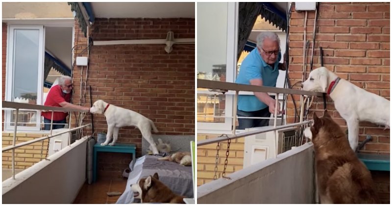  Caring 84-Year-Old Neighbour Feeds Dogs Every Morning