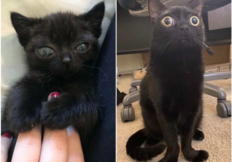  Family Finds Abandoned Kitten Who Looks Just Like A Little Alien
