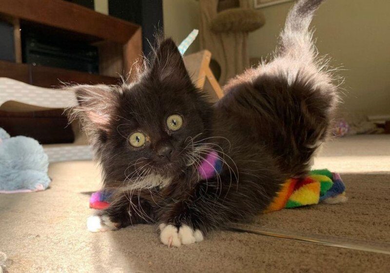  Kitten with Irresistible Eyes Has Her Life Turned Around When She Finds Woman to Help Her