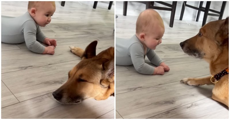  First Interaction Between Baby And Dog Is So Touching