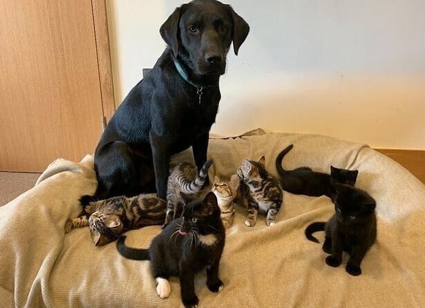  Loving Rescue Labrador Raises Seven Motherless Kittens Like They Are His Own
