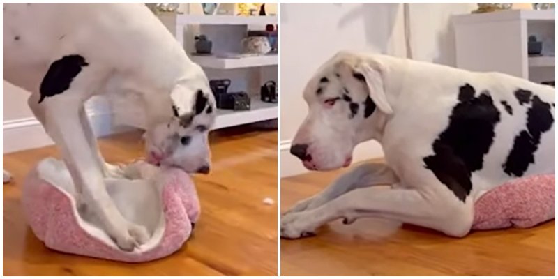  Great Dane Gets Cozy In a Tiny Bed And It’s Really Funny