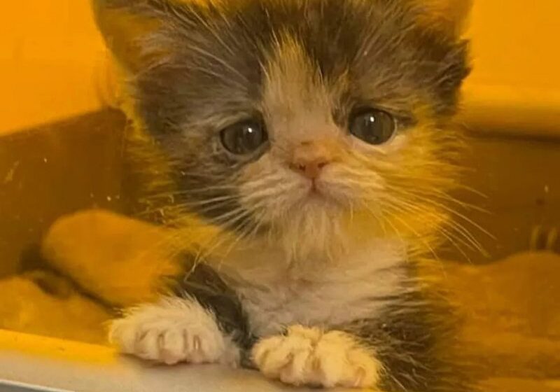  Kitten with Strong Will Transforms from Tiny Preemie to Adorable Fluffy Calico