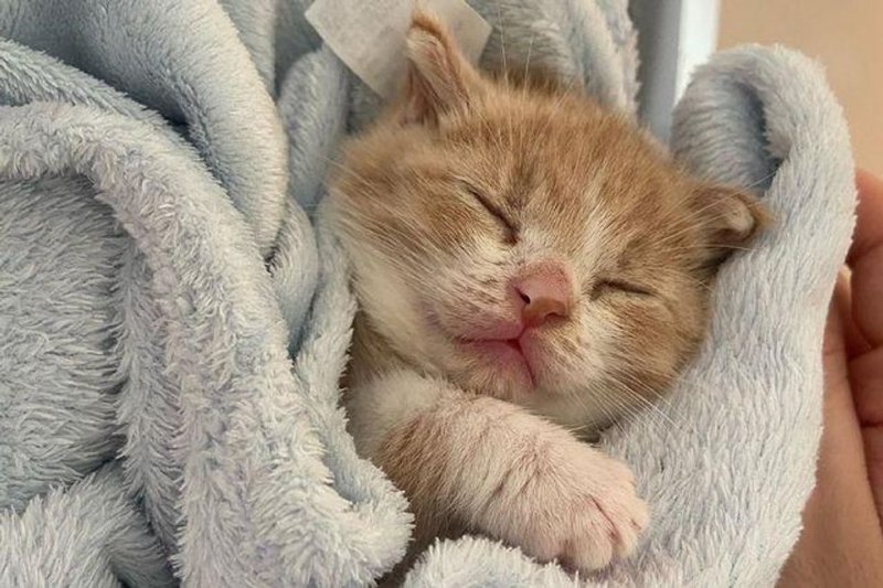  Kitten with Incredible Resilience is Determined to Live Full Life with the Help of a Kind Couple