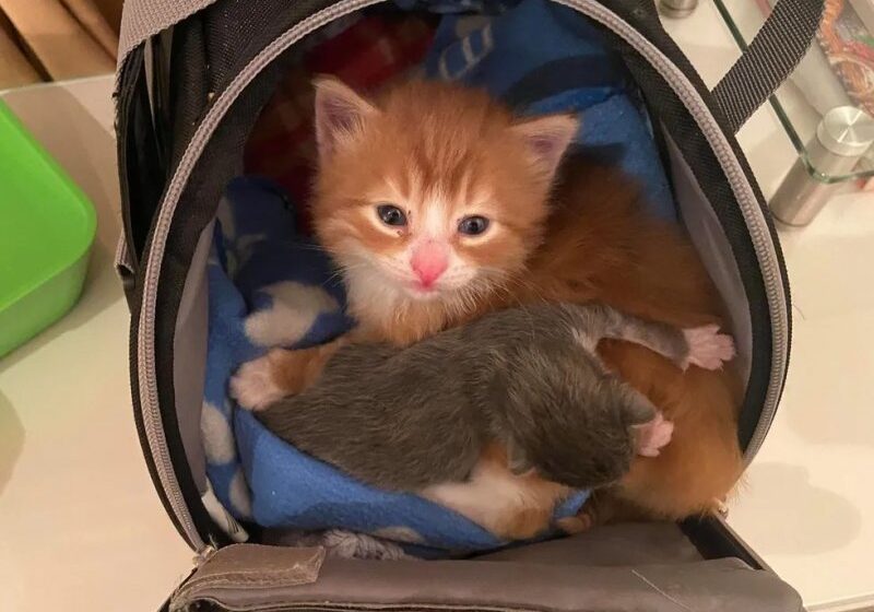  Orange Kitten Found in a Box Helps Other Cats Like Him and Finds Best Friend Along the Way