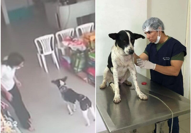  Dog Walks Himself To Vet Clinic To Ask People There For Help