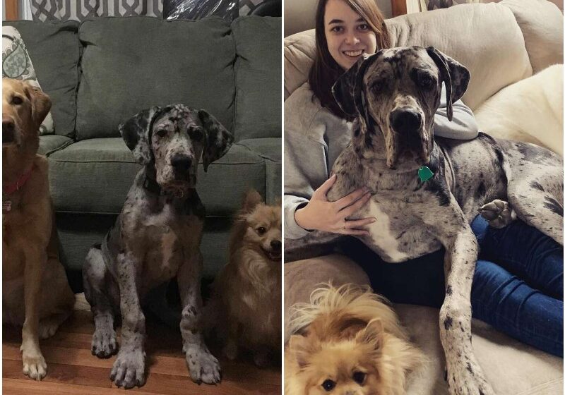  Family Photos Show Great Dane Puppy Hilariously Outgrow All His Siblings In A Year