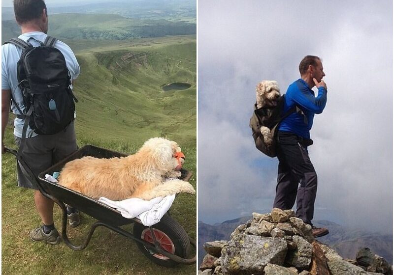  Man Took His Dying Pet Labradoodle, 10, Up His Favourite Mountain On One Last Walk