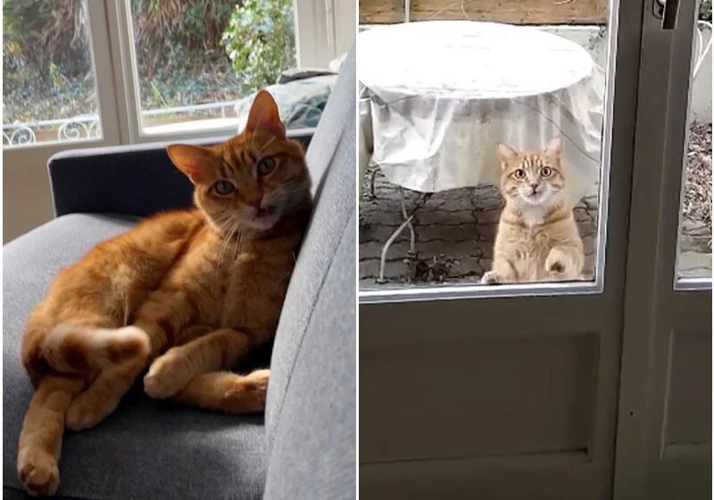  Couple Find Cat at Their Apartment After They Moved in But They Don’t Own a Cat
