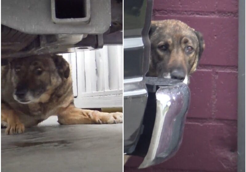 Stray German Shepherd Was Crying Nonstop Until She Was Rescued