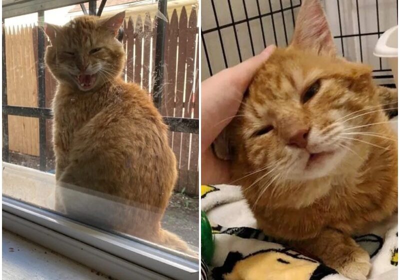  Cat Shows Up on Windowsill, Tells Family He is Ready to Leave Stray Life Behind