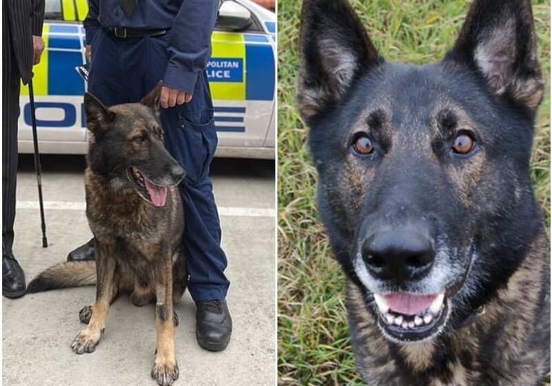  The Police Dog Heroically Saved The Family From Burglar
