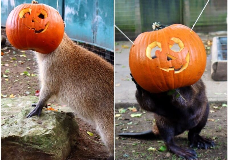  Zoo Animals Wearing Pumpkins Will Make You Smile