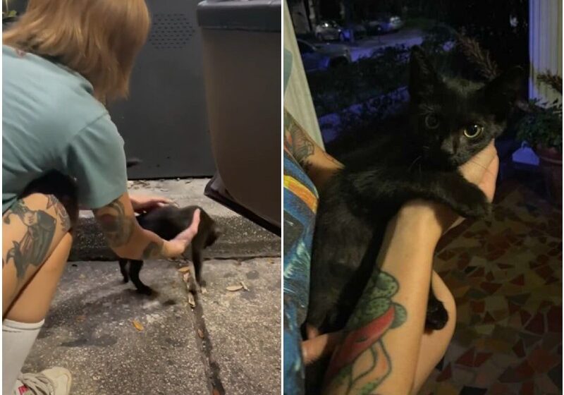 Woman Goes Out For Taco Bell And Ends Up Coming Home With A Kitten