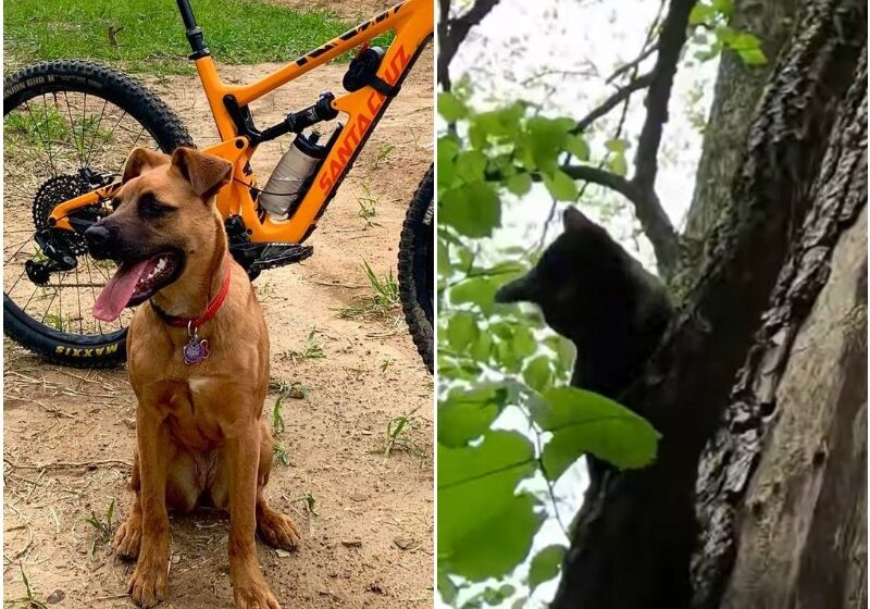  Guy On Forest Trail Notices His Dog Suddenly Stop — Then He Hears The Tiniest Meowing