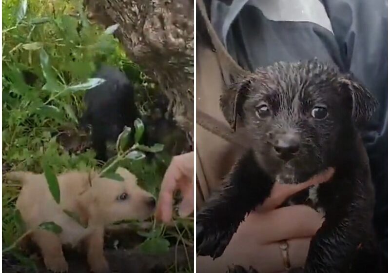  Puppies Found Shivering In The Cold Rain Look Completely Different Now