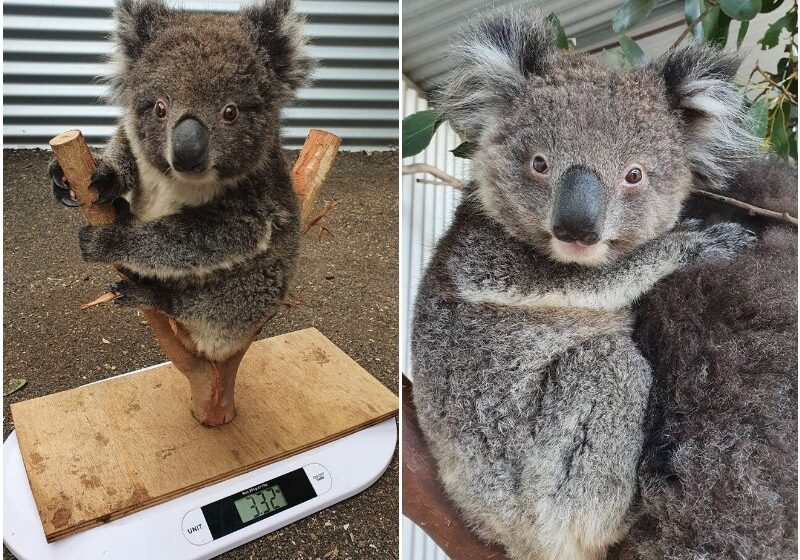  Volunteers Showed An Unusual Way Of Weighing Koalas