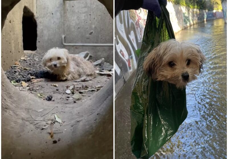  Dog Trapped Deep Inside Storm Drain Had Given Up Hope Of Ever Being Found