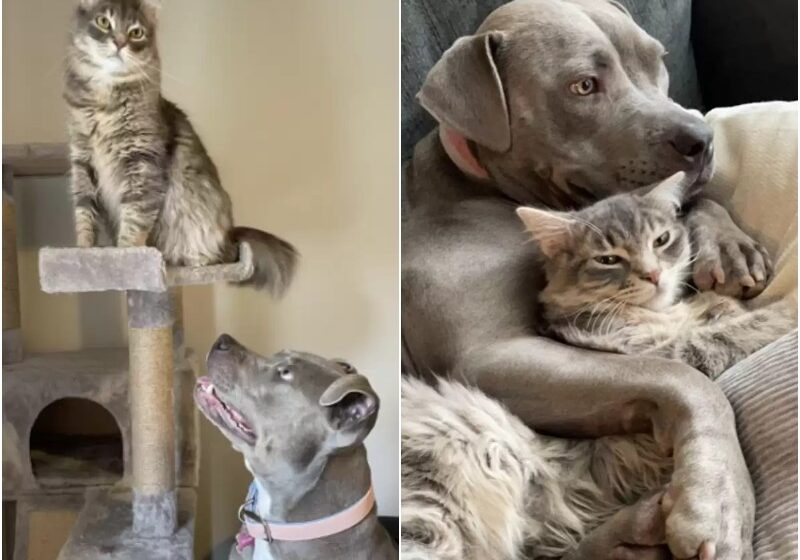  Huge Pittie Raised By Cats Thinks She’s A Cat, Too
