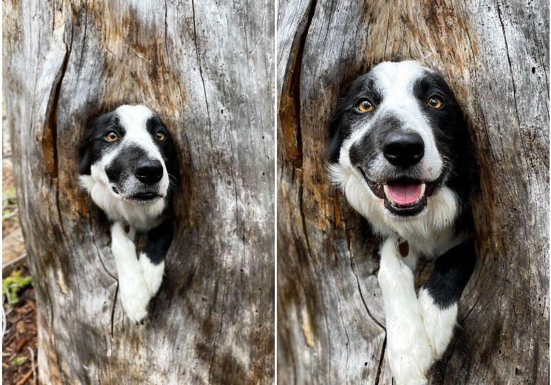  Dog Finds Cozy Spot In Tree And Decides To Hop Right In